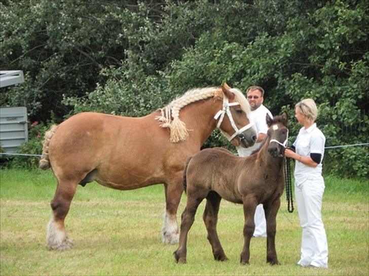 Belgier Bondagergaards Josefine  billede 5