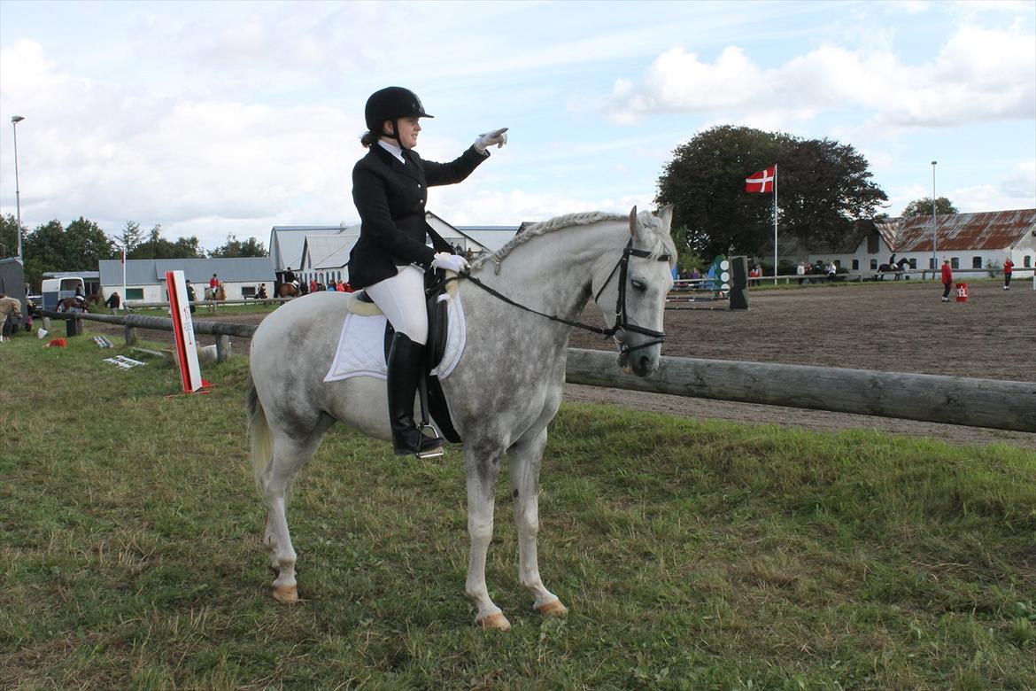 Pinto Araber Ib billede 7