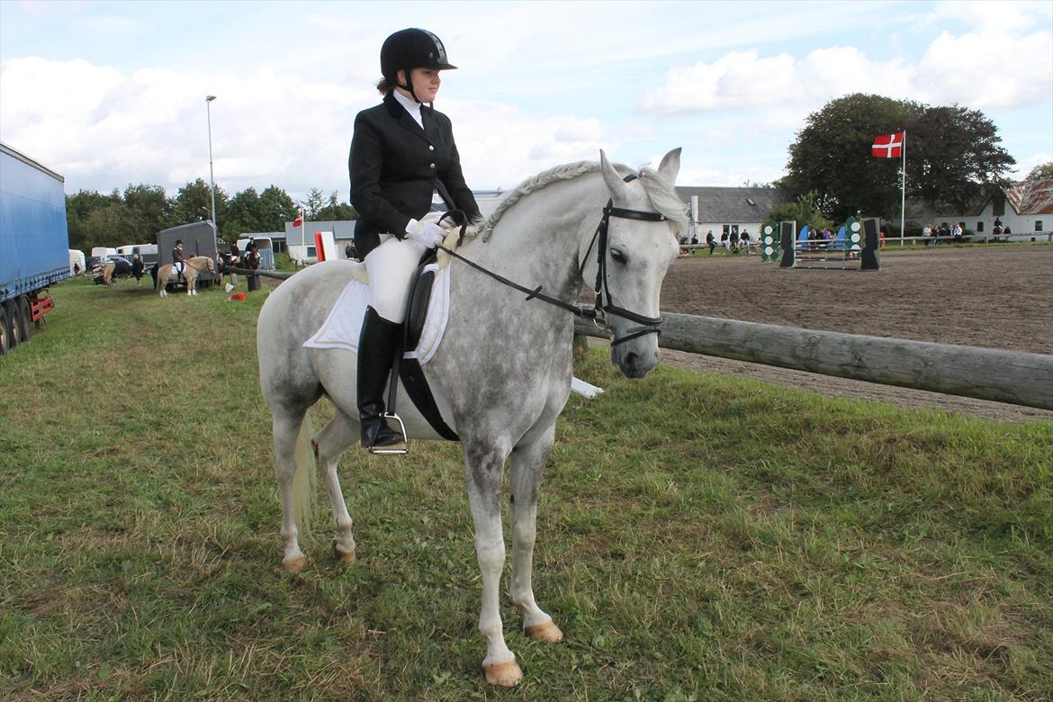 Pinto Araber Ib billede 8