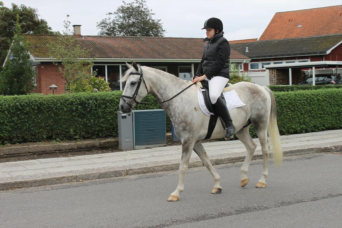 Pinto Araber Ib billede 9