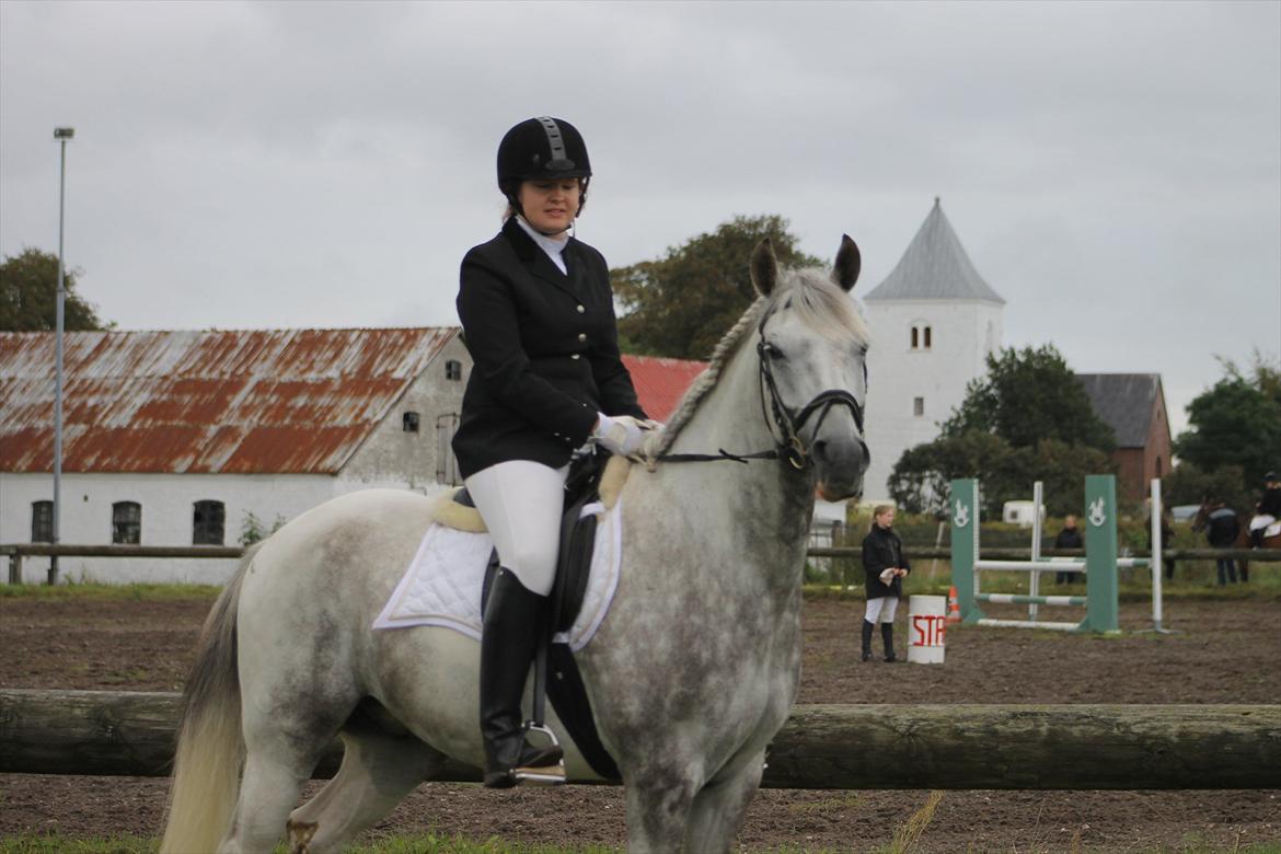 Pinto Araber Ib billede 10