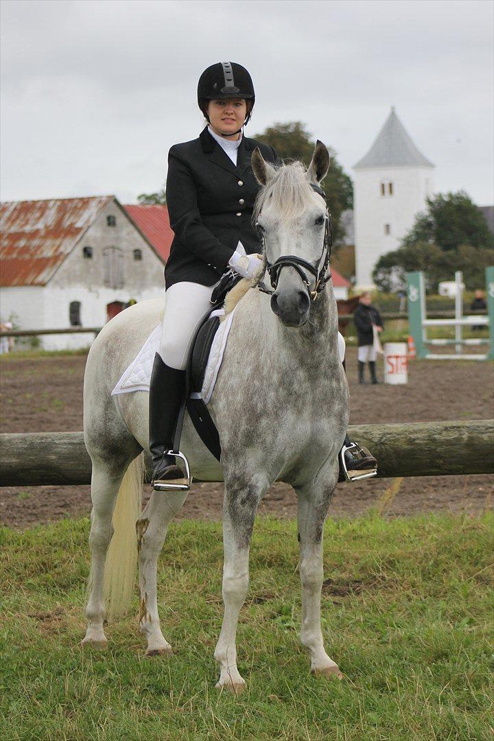 Pinto Araber Ib billede 11