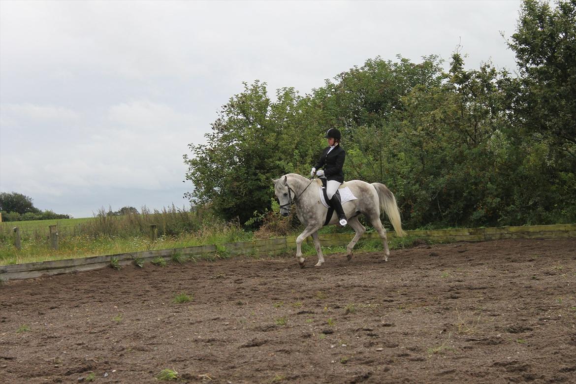 Pinto Araber Ib billede 12