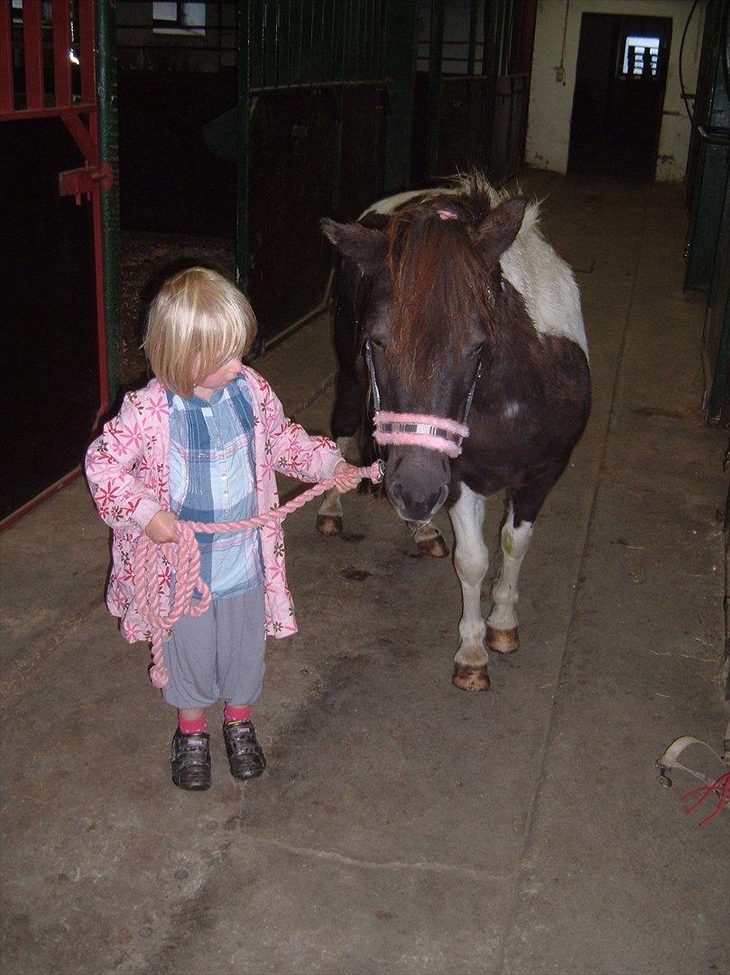 Anden særlig race Jo jo billede 1