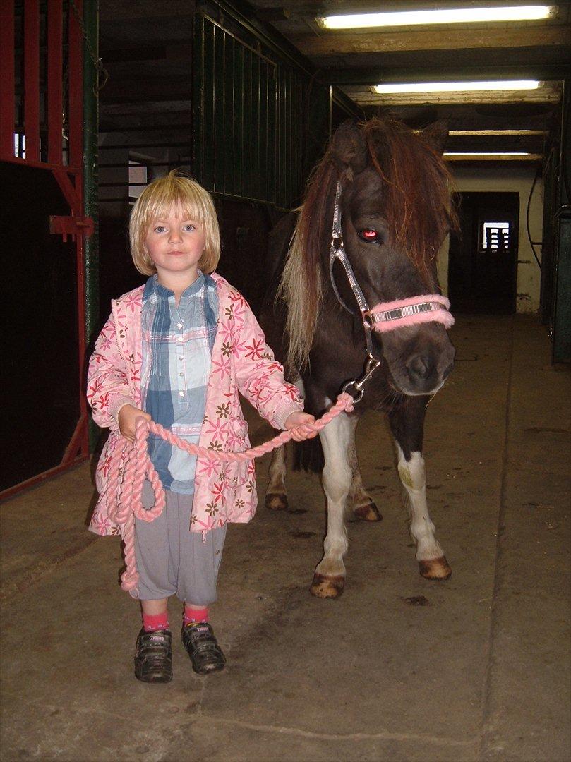 Anden særlig race Jo jo billede 2