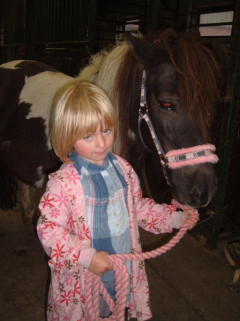 Anden særlig race Jo jo billede 3