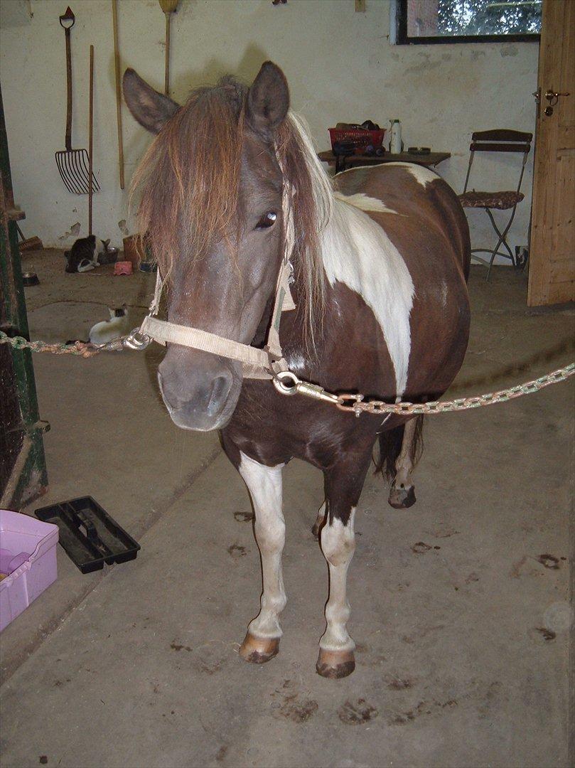 Anden særlig race Jo jo billede 5