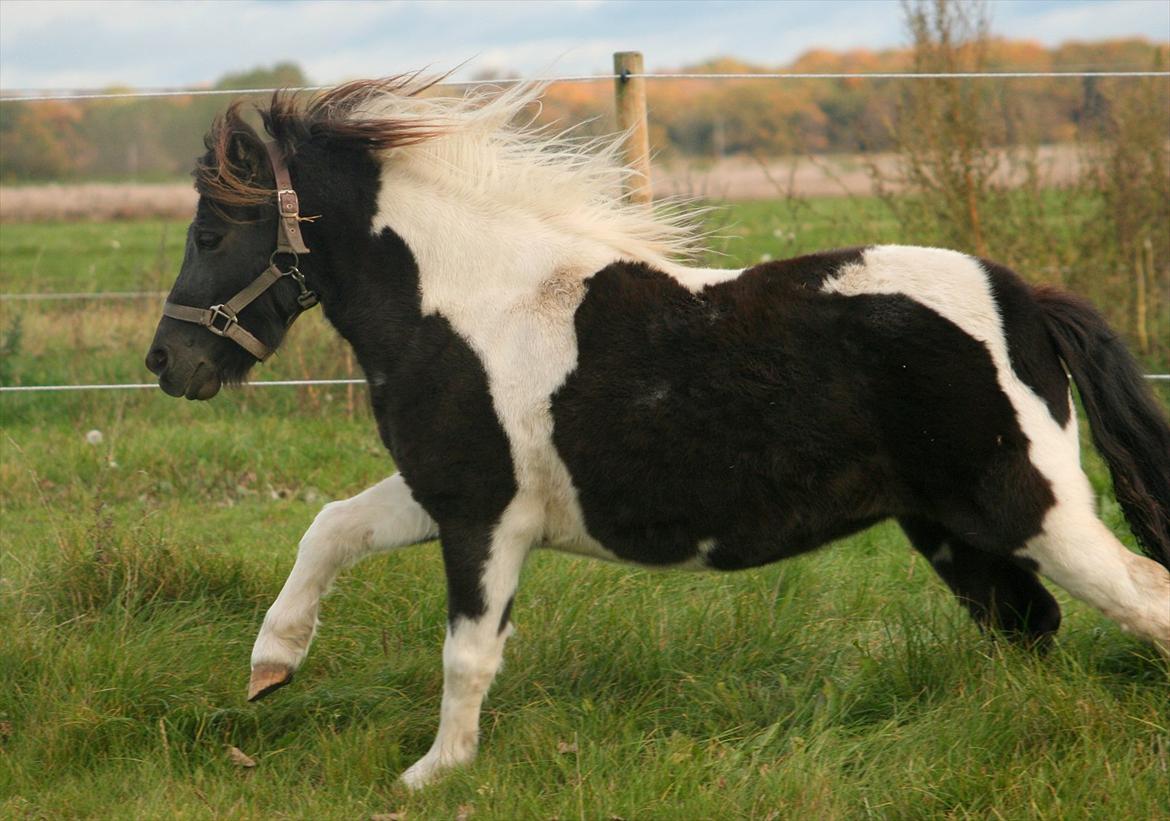 Anden særlig race Jo jo billede 7