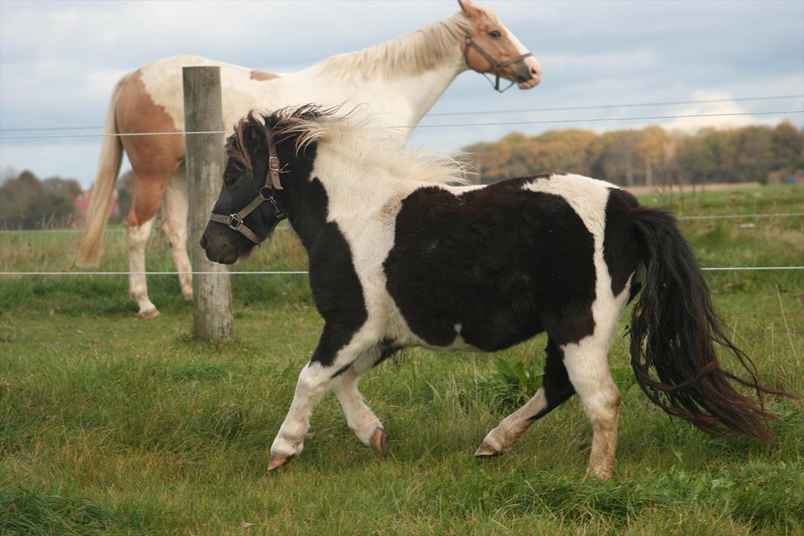 Anden særlig race Jo jo billede 8