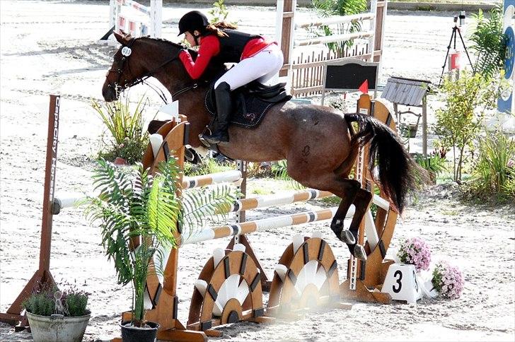 Belgisk Sportspony Magic Ball A-Pony - Baltic cup 2011 Lille tour FEI stævne Internationalt billede 1