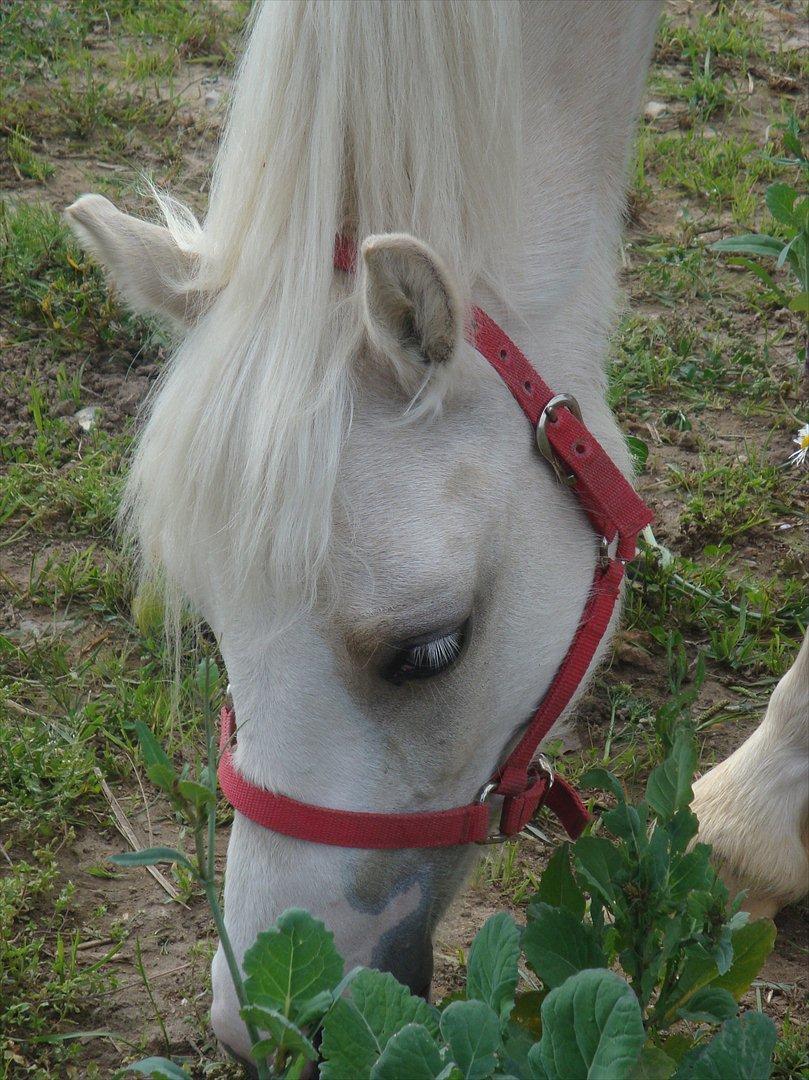 Anden særlig race Thorsvang´s Bella :-) - bella så sød som hun nu kan være

Foto. Mig billede 12