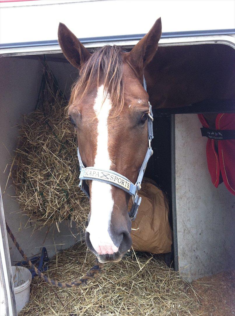 Dansk Varmblod Lobergs Nimb - Den 13-09-2011.
I traileren :-) billede 9