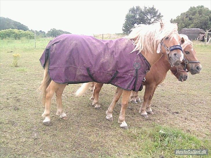 Anden særlig race smørblomst<3 savnes!(solgt) - smørblomst med dækken!=)
foto:mig!=) billede 14