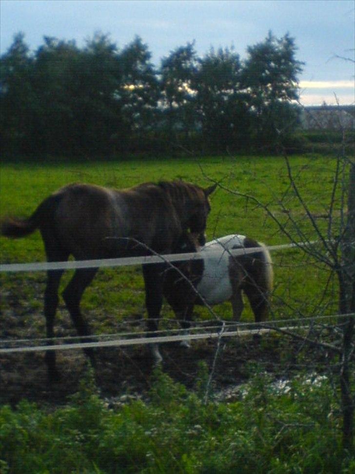 Fuldblod (XX) Mill's Finest - Mourits og Fie der klør hinanden :-) billede 9