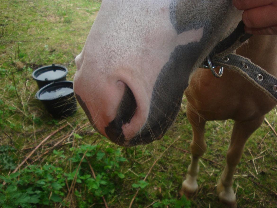 Anden særlig race Thorsvang´s Bella :-) - Bella´s smukke næse

Foto: Mig billede 4