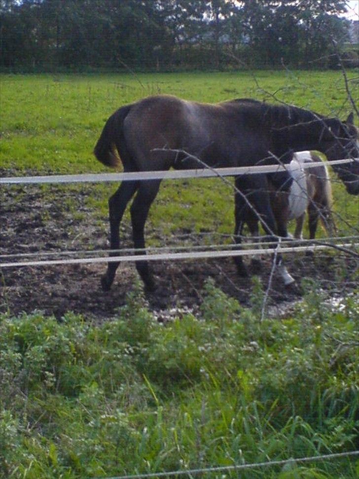 Fuldblod (XX) Mill's Finest - Mourits og Fie igen :-) billede 10