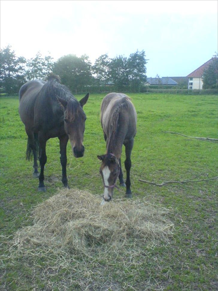 Fuldblod (XX) Mill's Finest - (Mor) Lady og Fie der spiser :-) billede 11