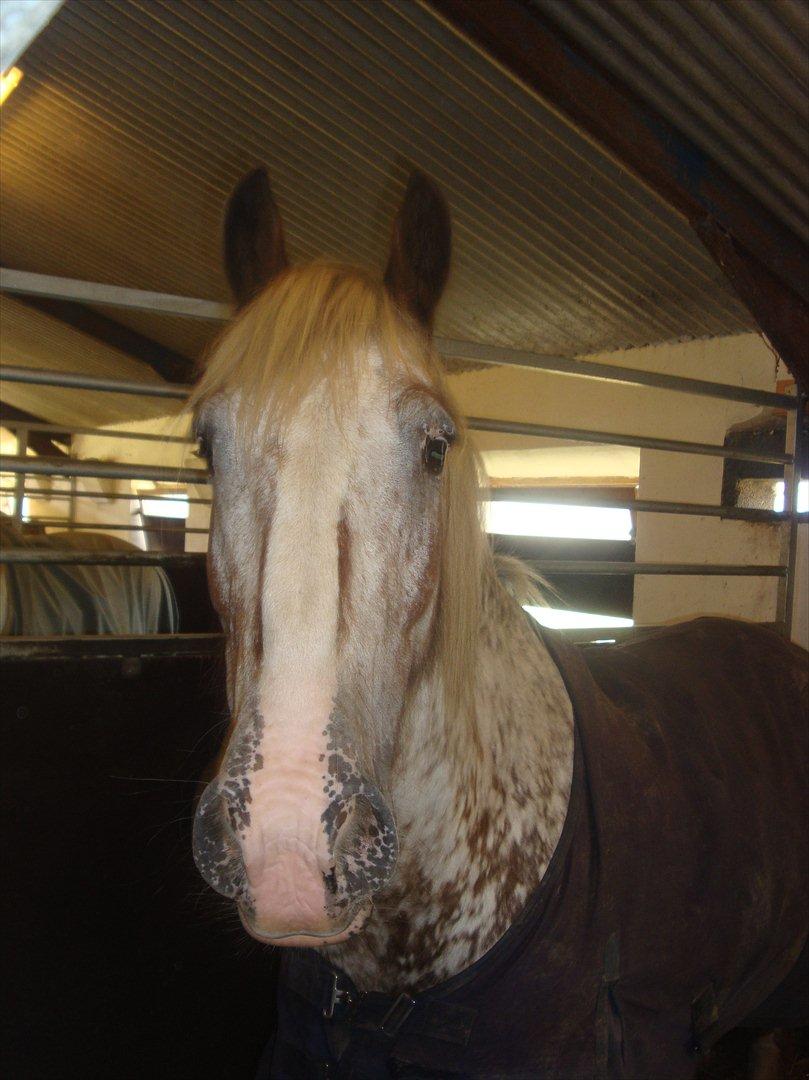 Irish Cob sjors 9 <3 - Ham den smukke

Foto. Mig billede 15