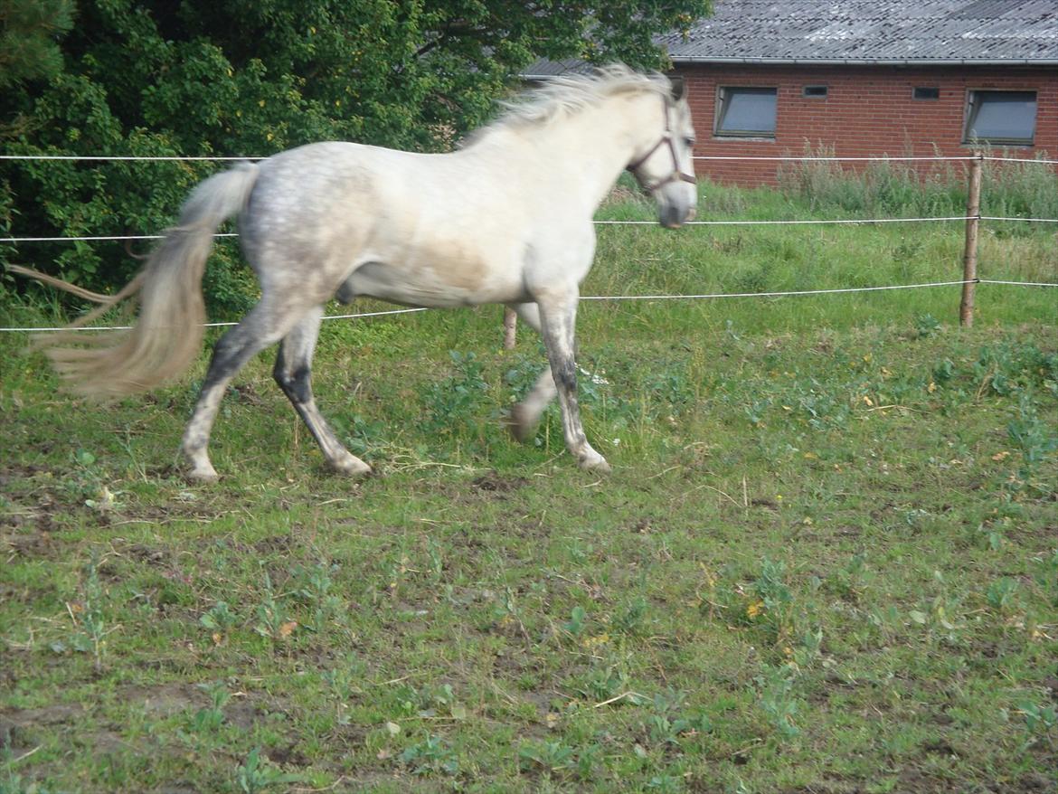 Cruzado Thorsvang´s Don Juan billede 12