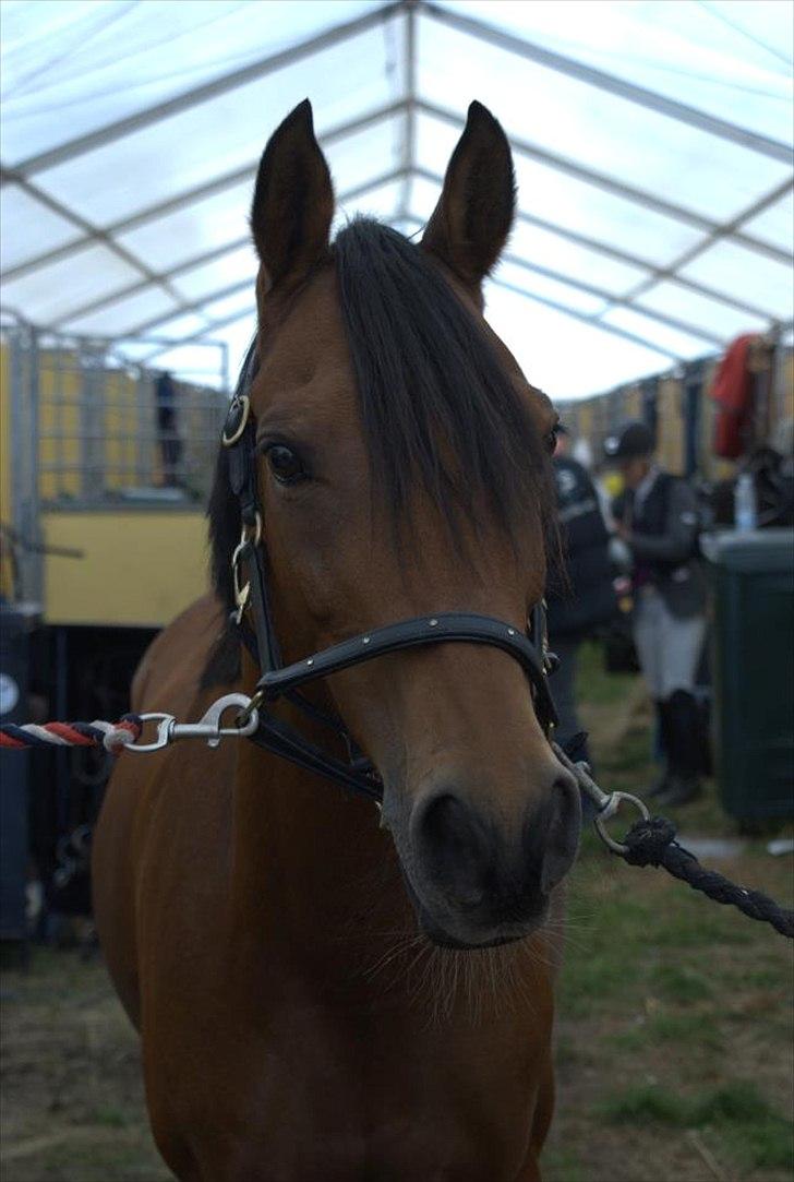 Hollandsk Sportspony Karlien. <3 *b-pony* - 20) Karley i stævnestalden til Baltic 2011 :) billede 20