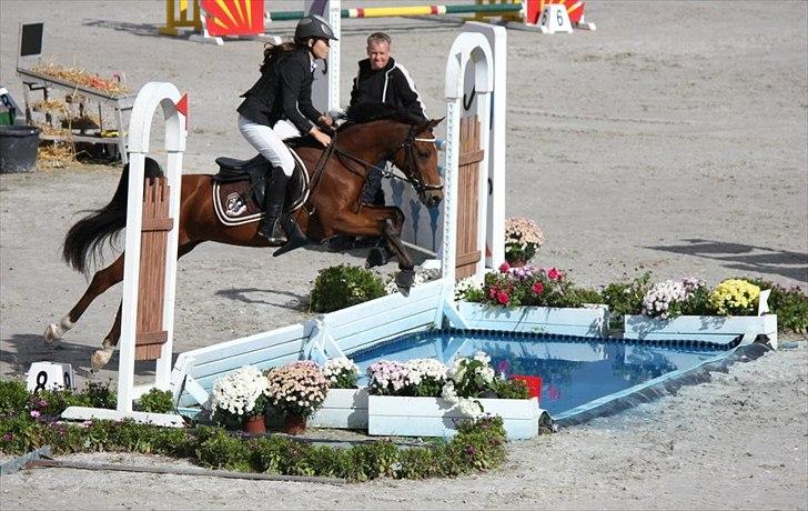 Hollandsk Sportspony Karlien. <3 *b-pony* - 2) Karley til Baltic 2011, stor tur. 8. plads. <3 billede 2