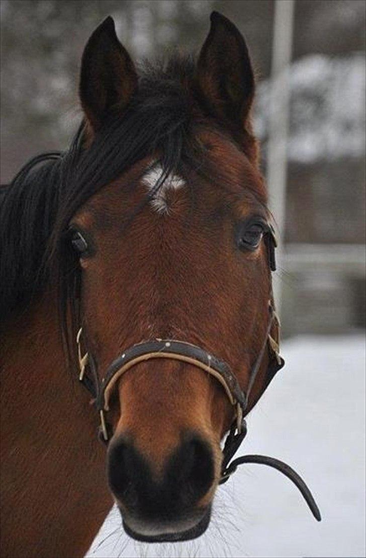 Hollandsk Sportspony Karlien. <3 *b-pony* - 4) billede 4