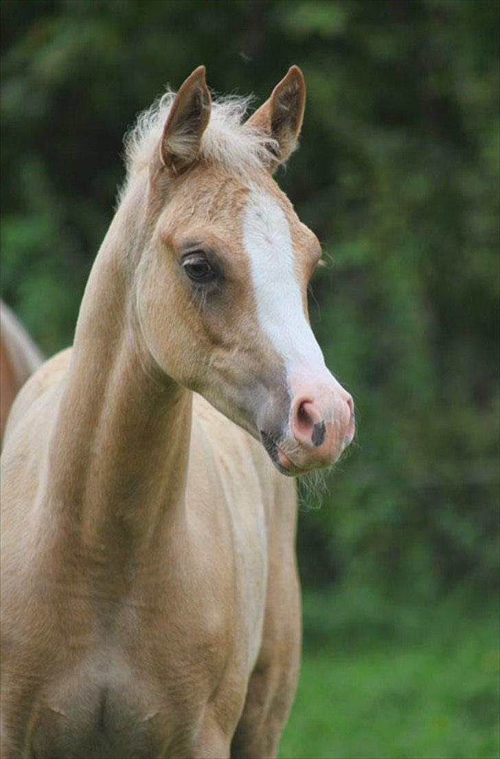 Palomino Rainbow Midnight Sun billede 1