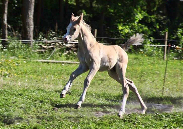 Palomino Rainbow Midnight Sun billede 8