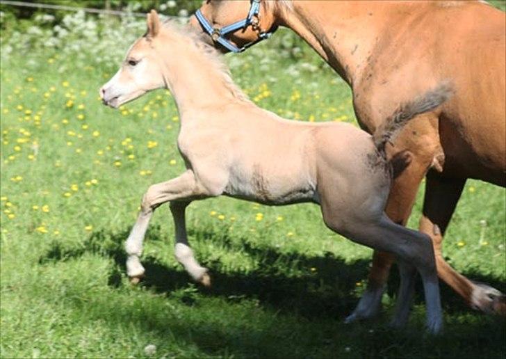 Palomino Rainbow Midnight Sun billede 10