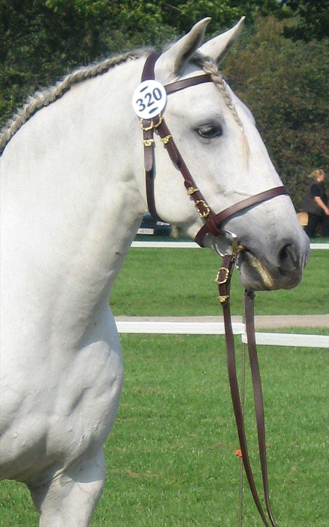 Lusitano Zapatero (spa) - Store hestedag 2011 billede 22