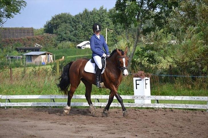 Welsh Cob (sec D) Lindberg (Den) Nobleman - Sometimes the fastes way to get there is to go slow..  billede 12