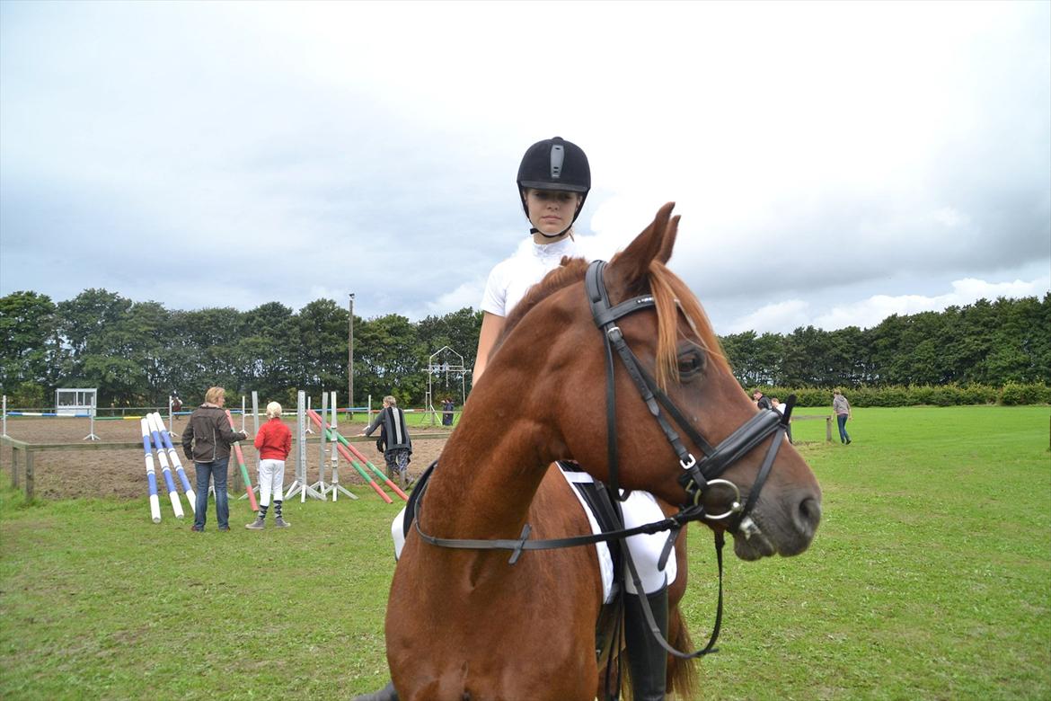 Anden særlig race Hudson billede 7