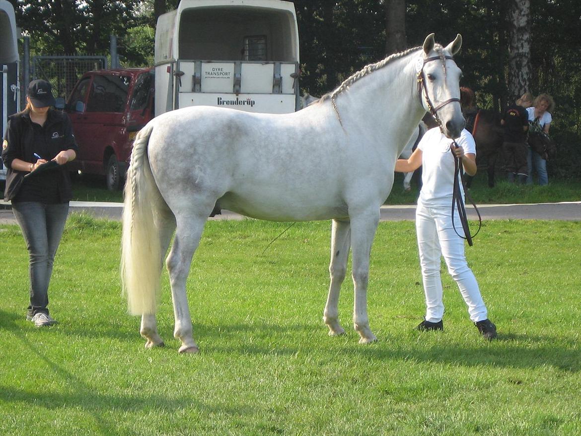 Lusitano Zapatero (spa) - Store hestedag 2011
9 i helhed og videre til konkurrencen om dagens hest billede 27