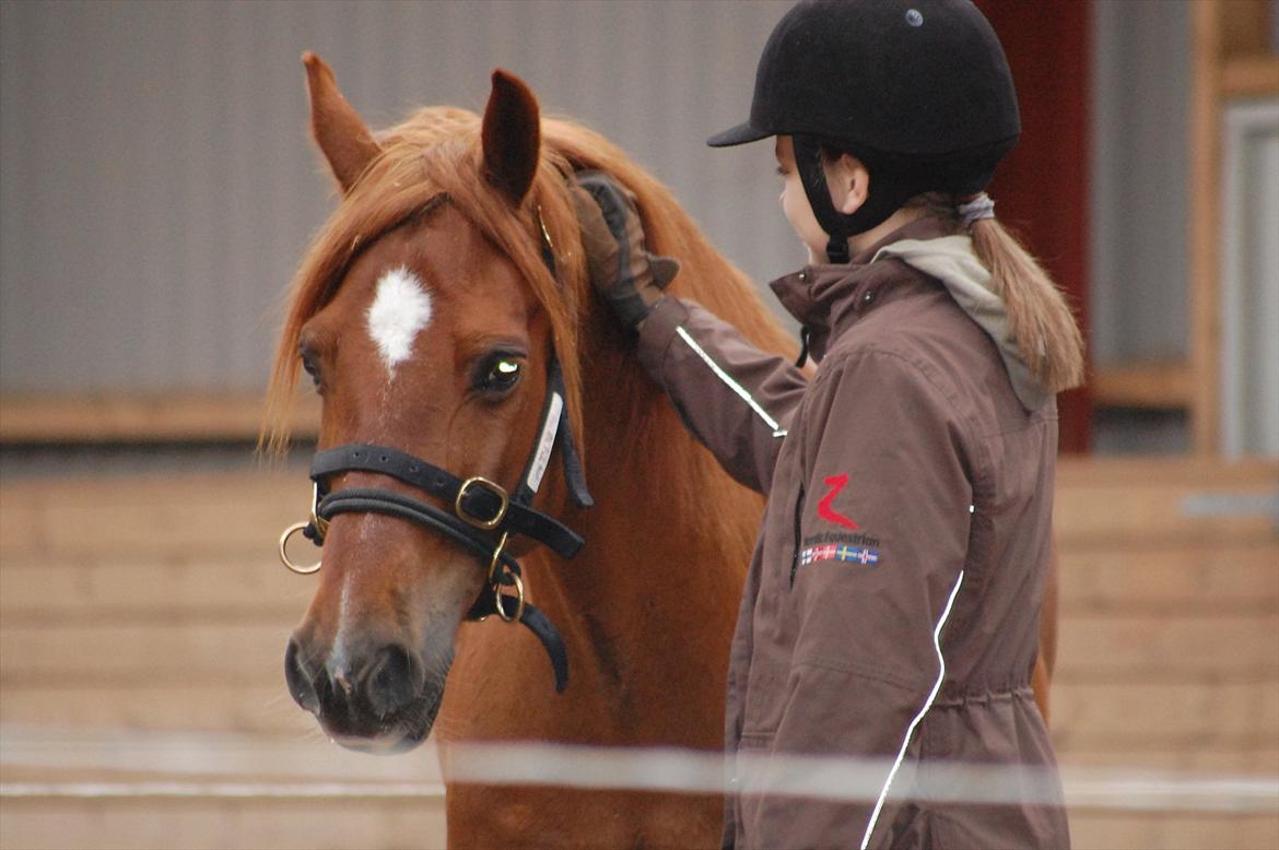 Anden særlig race Hudson billede 11