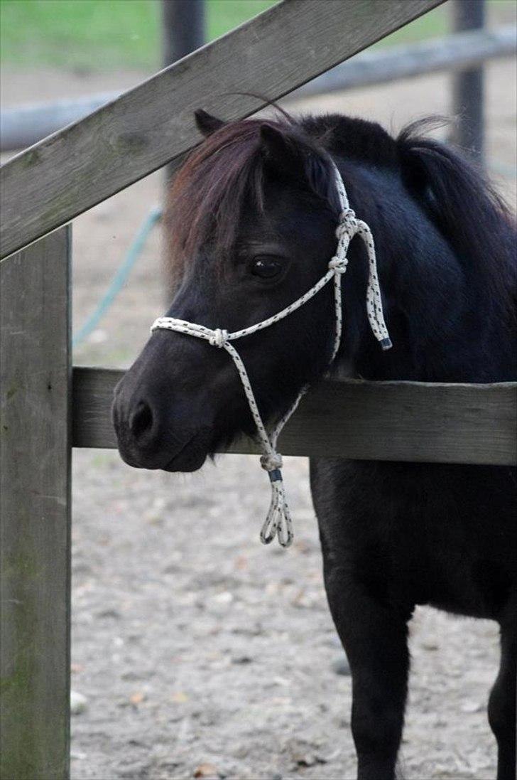 Dansk Miniature Pari Maluri (Silke) - fotograf: HPJ Photography billede 4