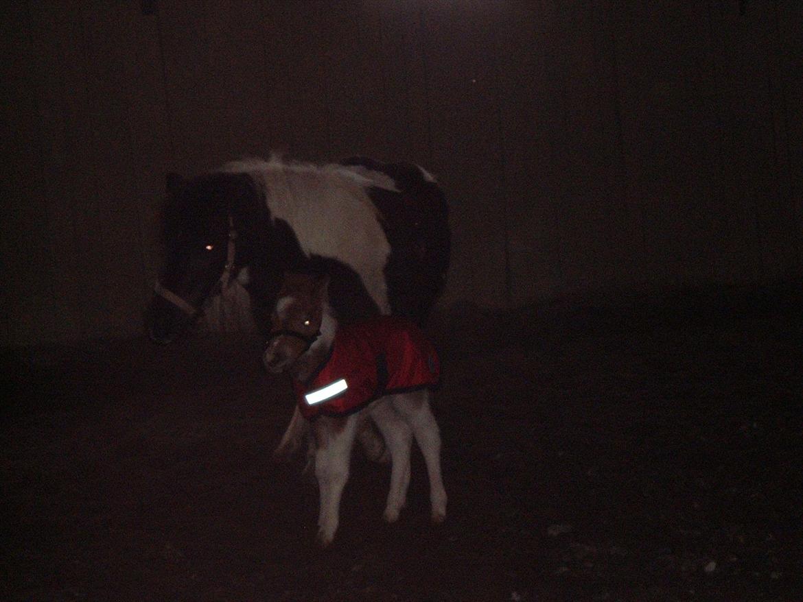 Anden særlig race Jo jo billede 9