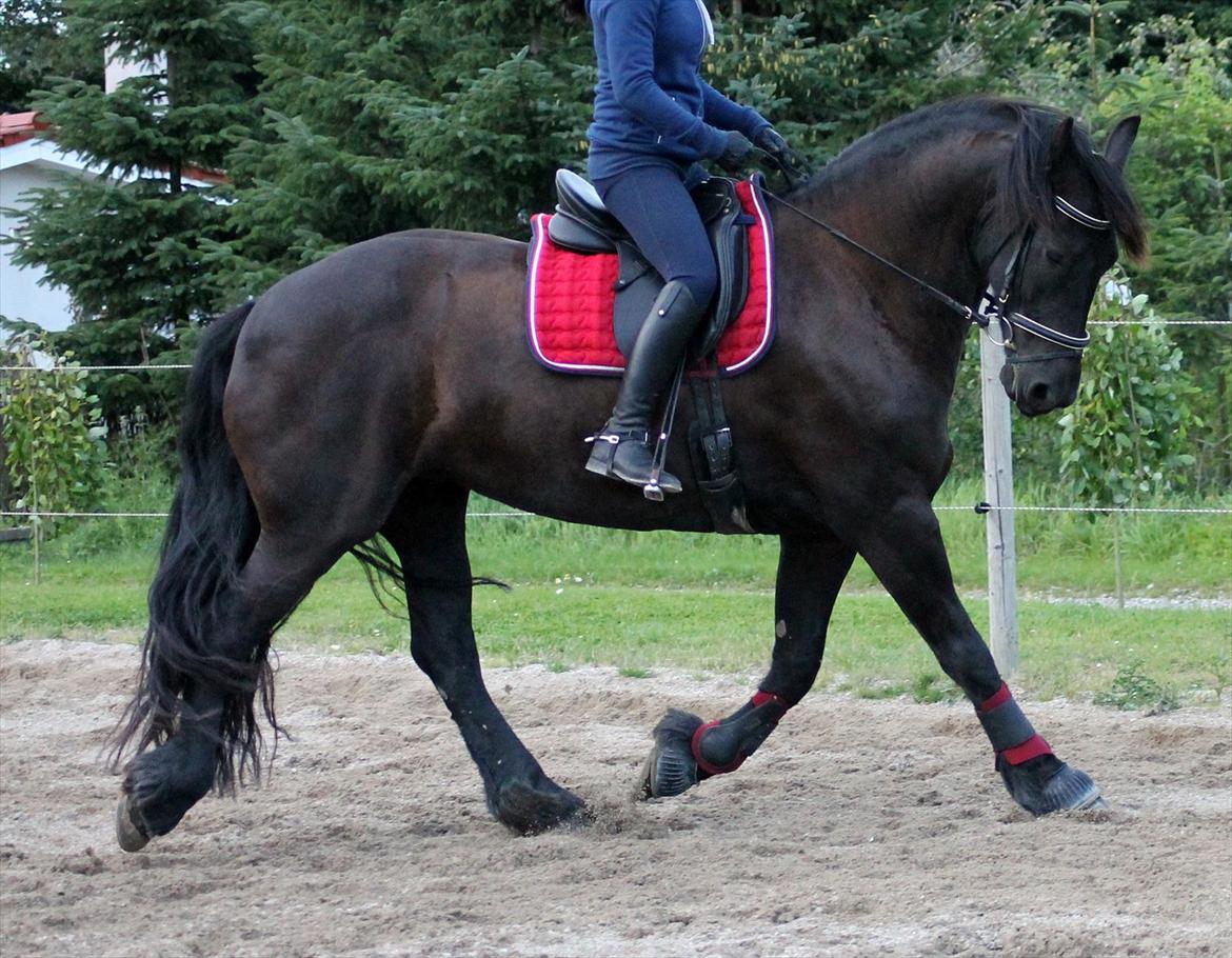 Frieser Linda A billede 5