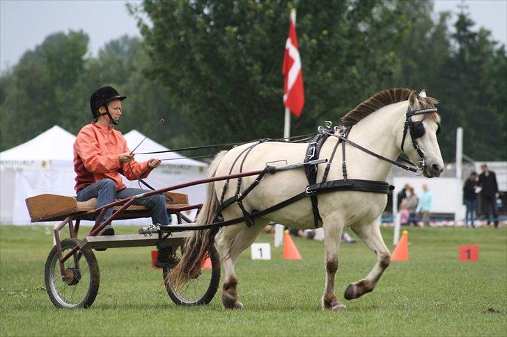 Anden særlig race Kiki Danmarksmester i Trail - Ja hun kan skam også gå for vogn. Fra toppekørsel på Fynske Dyrskue 2011. Foto: Krikken billede 3