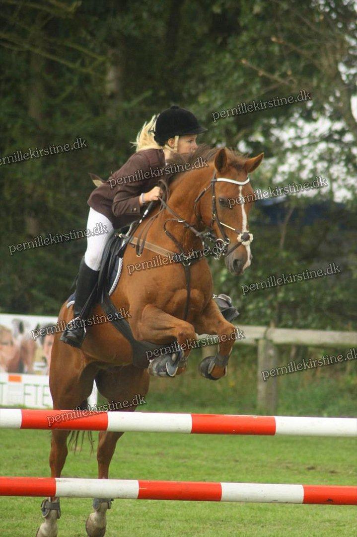 Hollandsk Sportspony Cesar solgt :( - DanmarksCup 2011 <3
Det gik ekstremt godt fredag og lørdag hvor vi var 0 finale desværre 6 fejl, men blandt de 14 bedst :-*
Foto: Pernille Kirstine billede 12