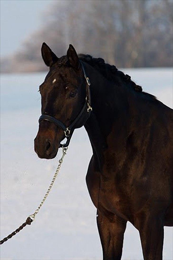 Trakehner Samos billede 4