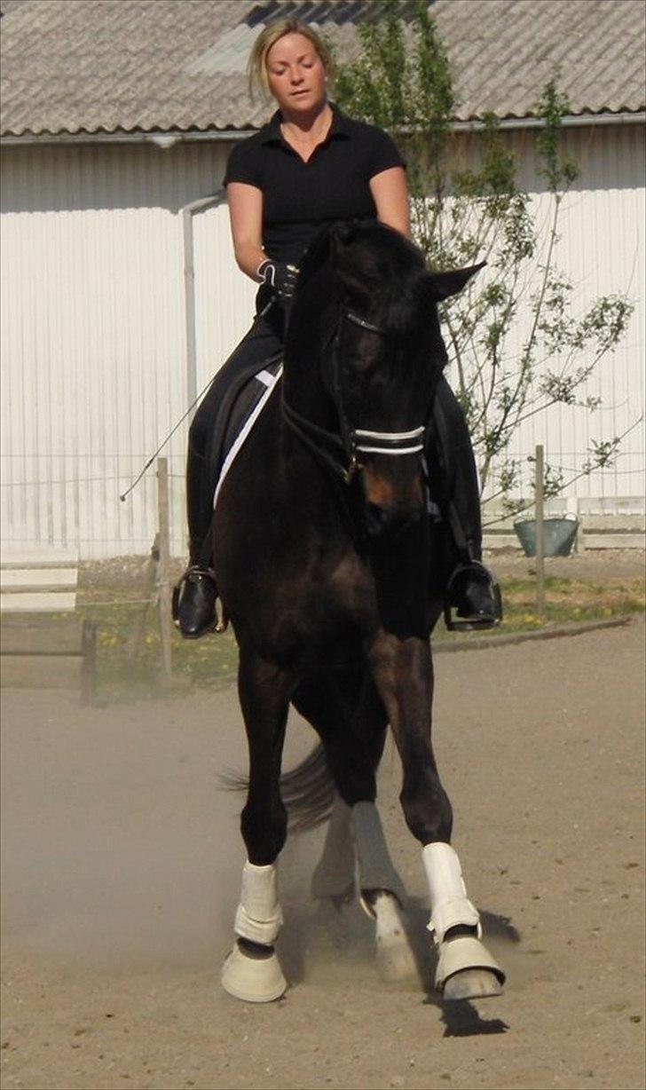 Trakehner Samos billede 7