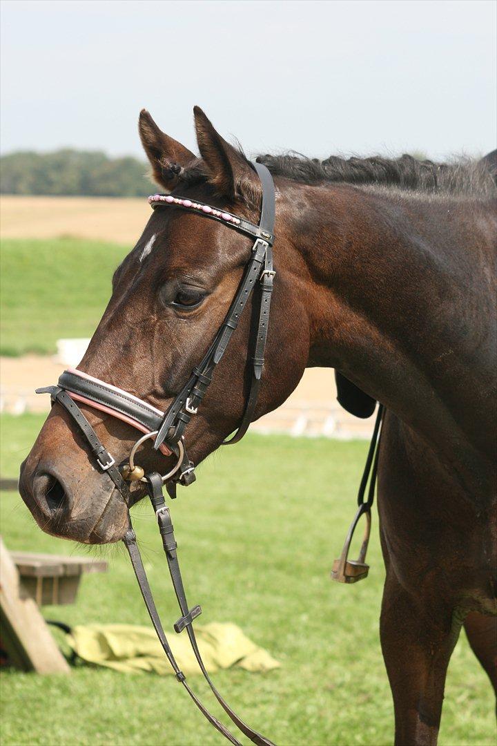 Dansk Varmblod Svanholms Caia billede 9