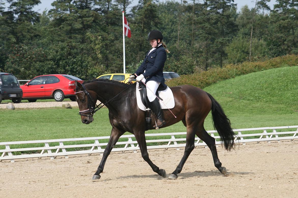 Dansk Varmblod Svanholms Caia billede 16