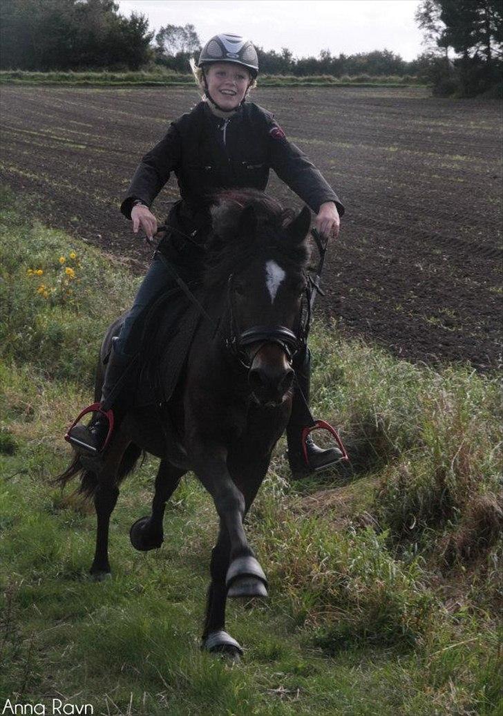 Welsh Cob (sec D) Moonlight - Go for it ! :-D billede 8