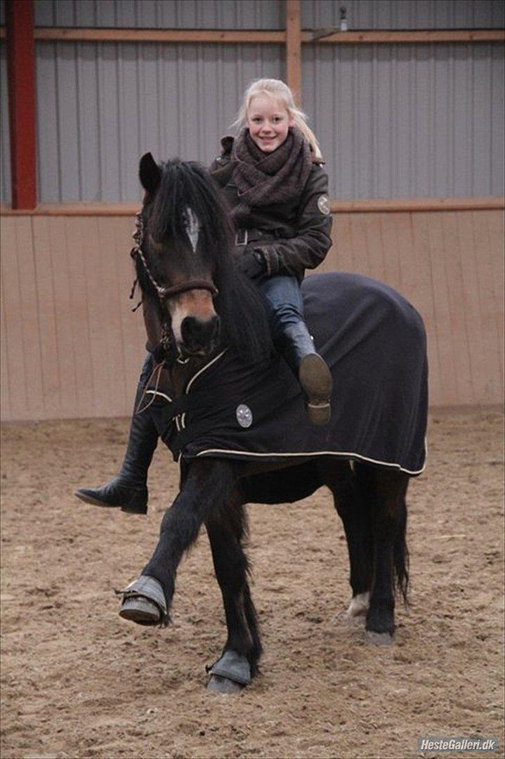 Welsh Cob (sec D) Moonlight - Jeg ved ikke hvad jeg skulle gør hvis jeg var uden dig ! <3 billede 2