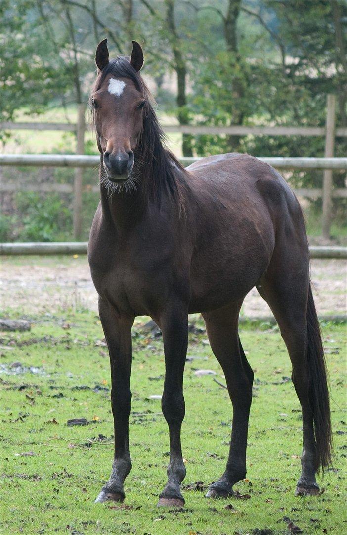 Arabisk fuldblod (OX) KA Wamarg OX  *SOLGT* billede 1