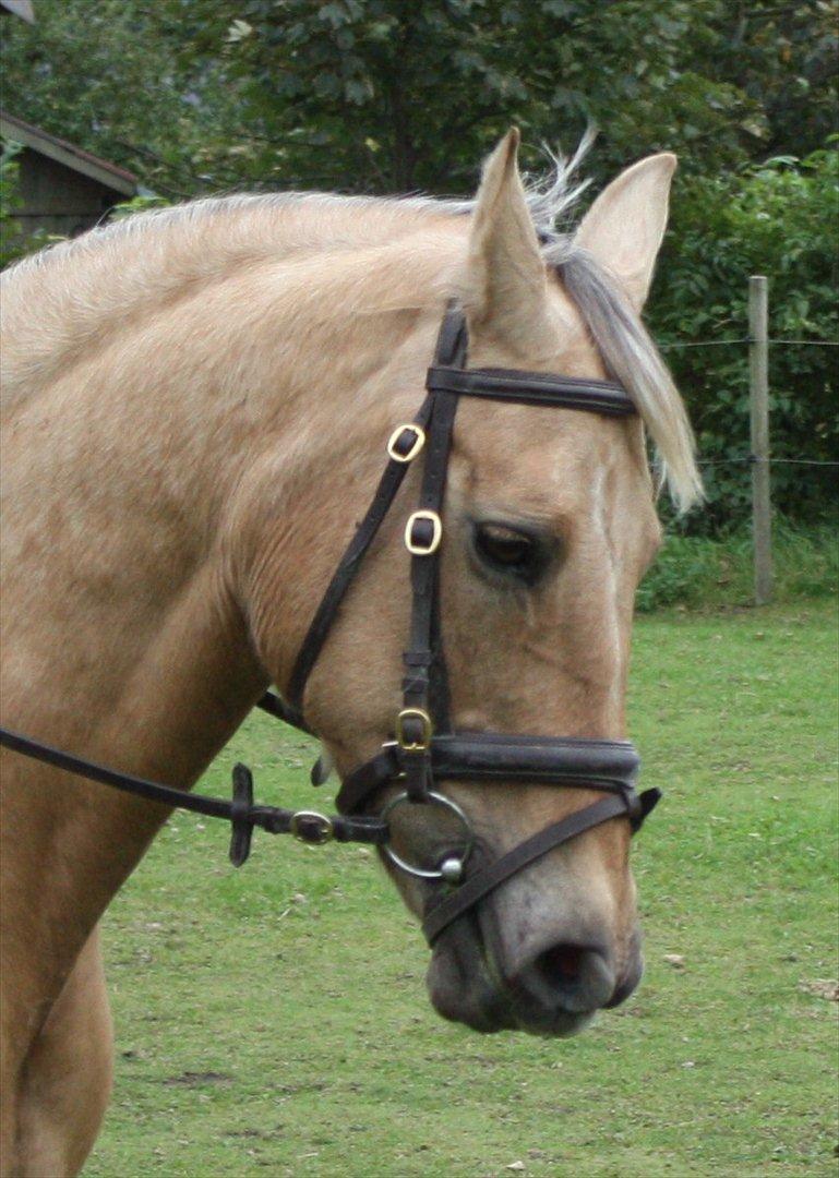 Palomino Surprise (har lånt) billede 1