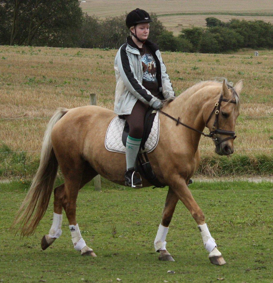 Palomino Surprise (har lånt) billede 3