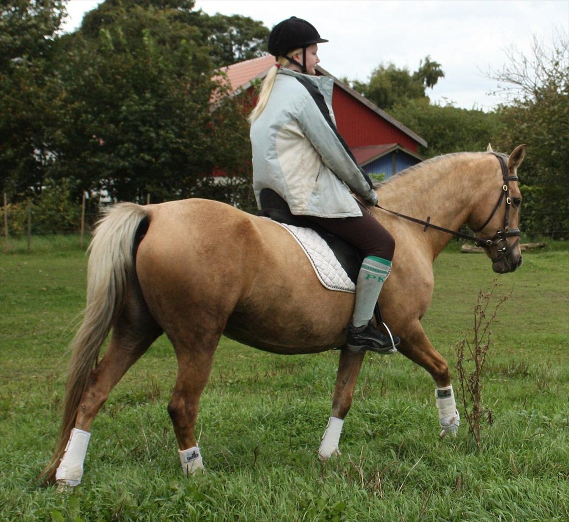 Palomino Surprise (har lånt) billede 4