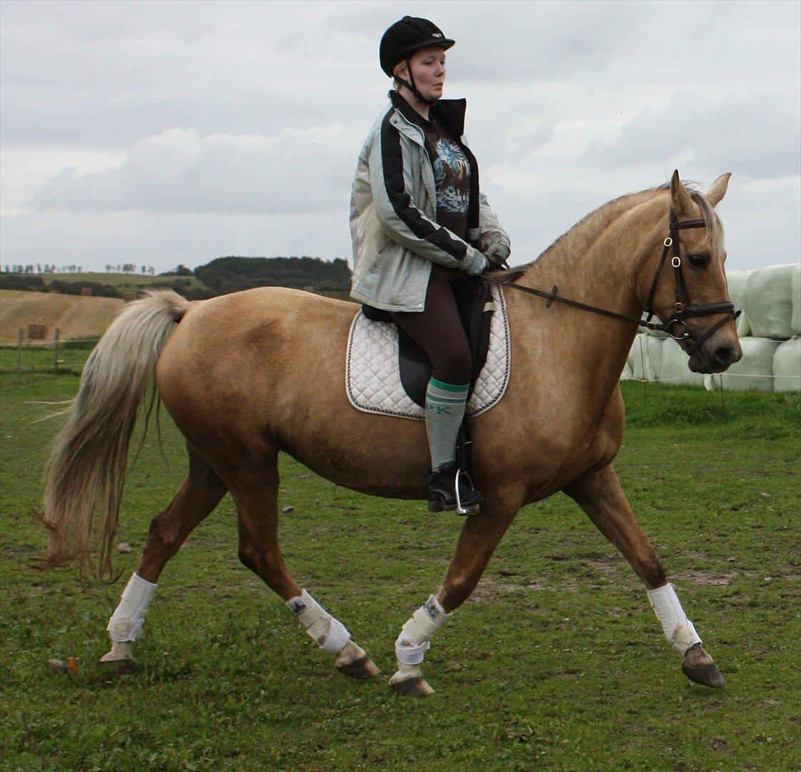 Palomino Surprise (har lånt) billede 5